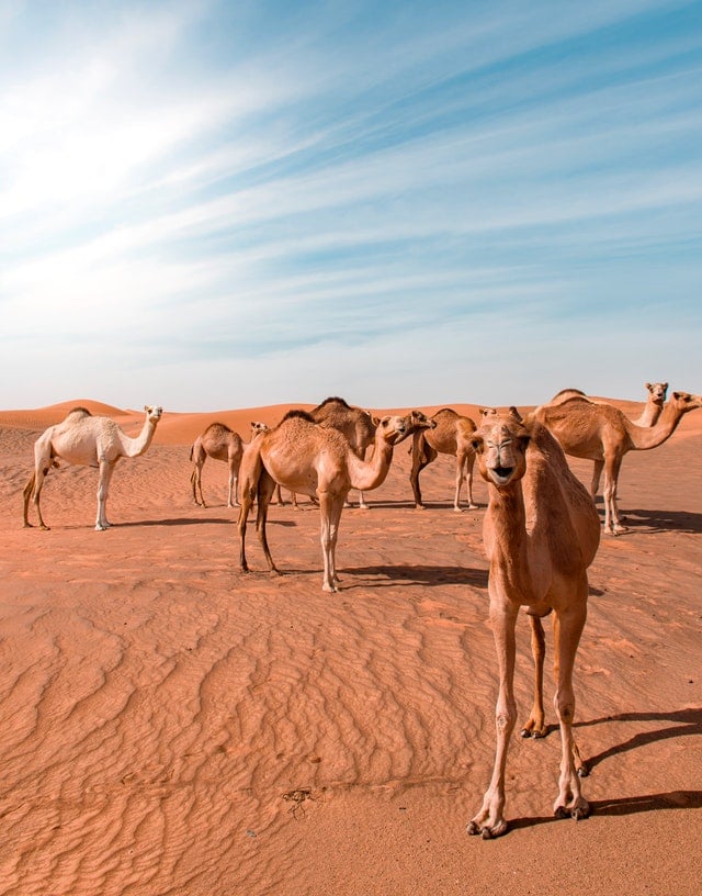 Heat and hearing aids camels in the desert